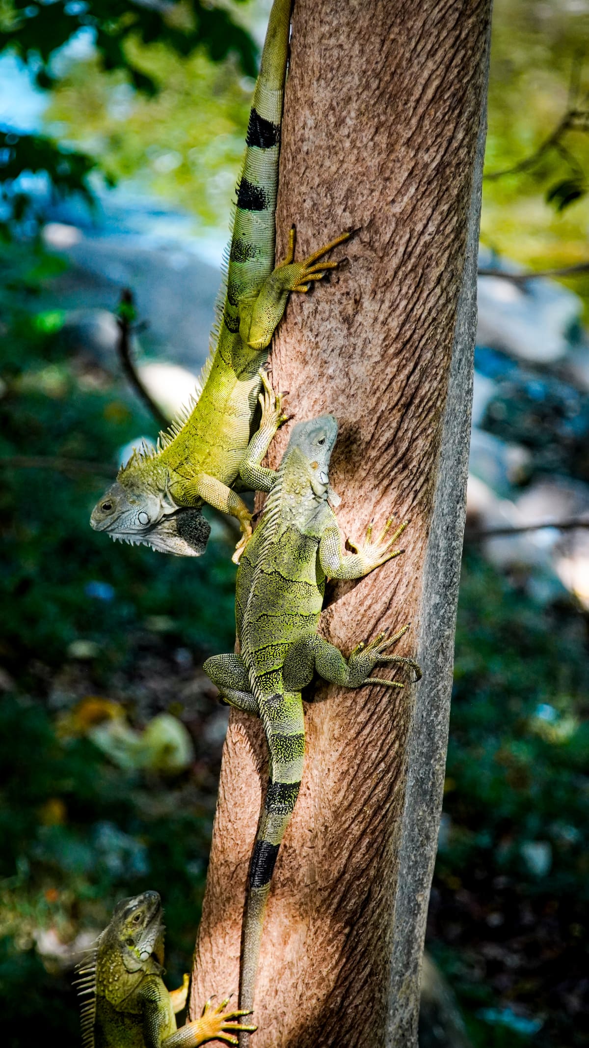 Dos mujeres decidieron alimentar a las iguanas del malecón de Girón y terminaron convirtiéndose en las guardianas de un legado que nació años atrás. Foto: Marco Valencia