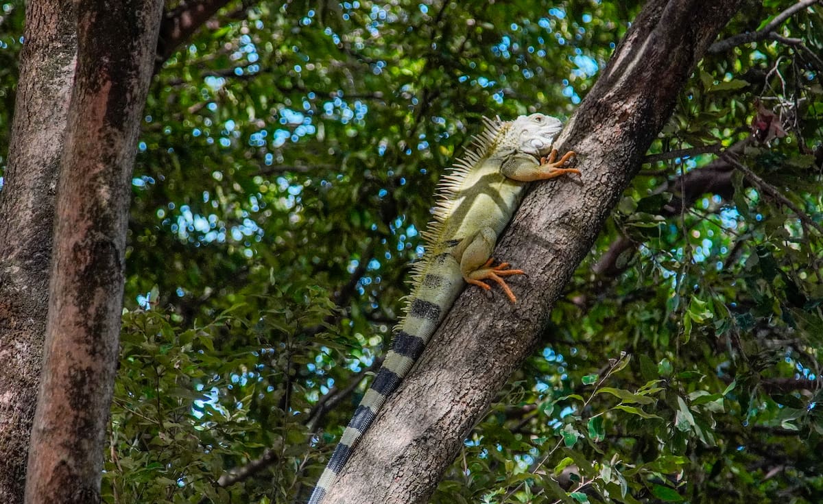Las iguanas del Malecón de Girón son alimentadas por dos mujeres que todos los días les llevan frutas. Foto: Marco Valencia