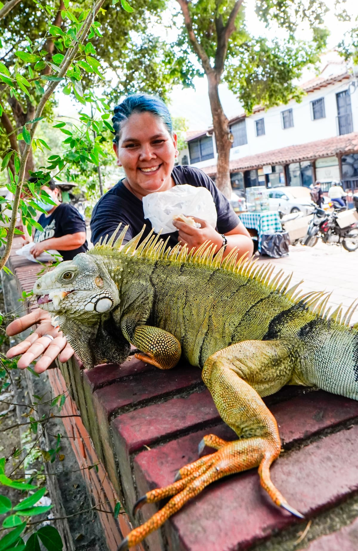 Las iguanas del Malecón de Girón son alimentadas por dos mujeres que todos los días les llevan frutas. Foto: Marco Valencia