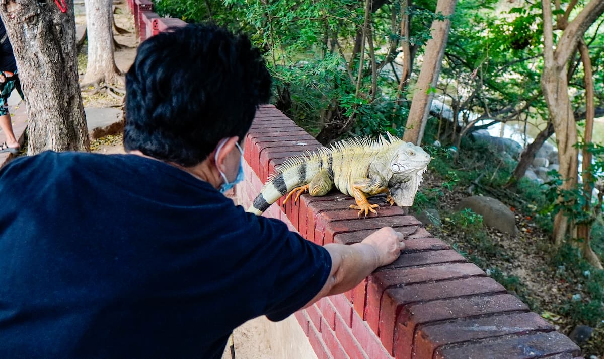 Las iguanas del Malecón de Girón son alimentadas por dos mujeres que todos los días les llevan frutas. Foto: Marco Valencia