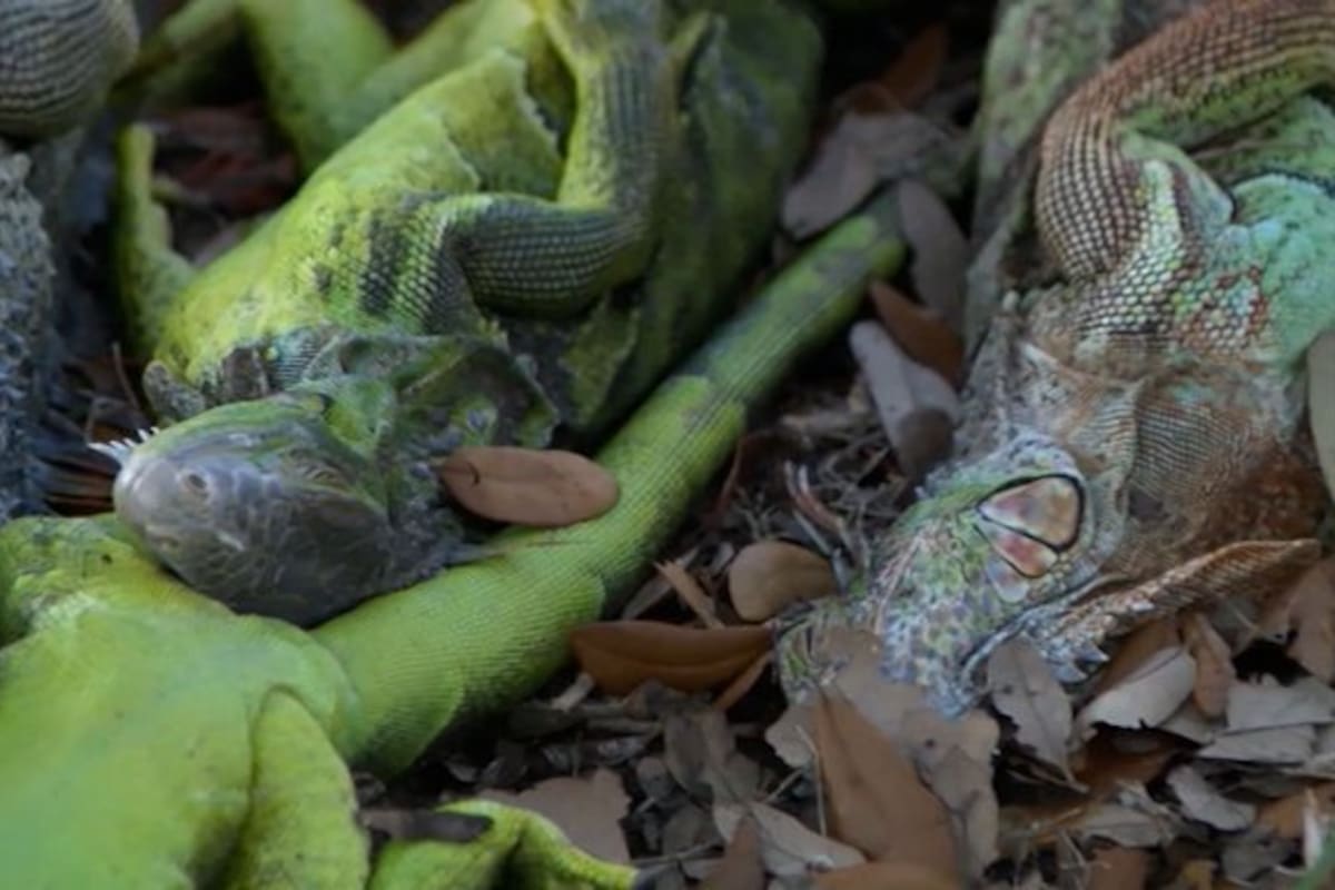 Una ola de frío histórico paralizó a estos reptiles en el sur del estado de la Florida.