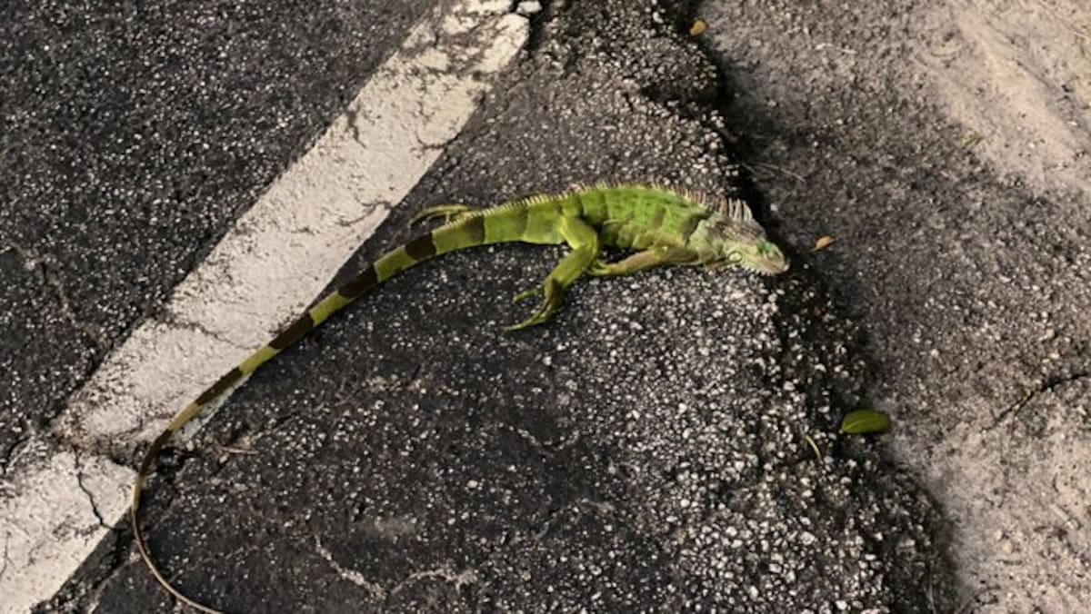 Iguanas verdes: la invasión que el frío extremo pone al descubierto.