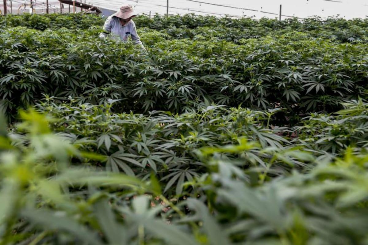 Tomada de El Colombiano / VANGUARDIA