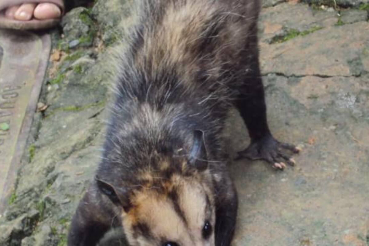 Rechazo por otro ataque contra una zarigüeya en La Estrella Antioquia El Colombiano/VANGUARDIA