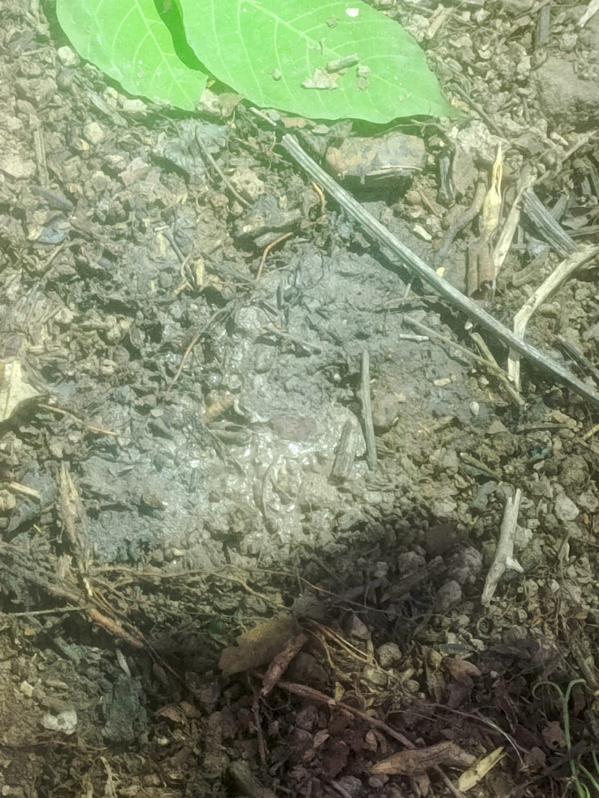 El cuerpo de Yulixa Toloza apareció en la orilla de la carretera entre los municipios de Apulo y Anapoima (Cundinamarca) en la tarde de este miércoles 19 de mayo