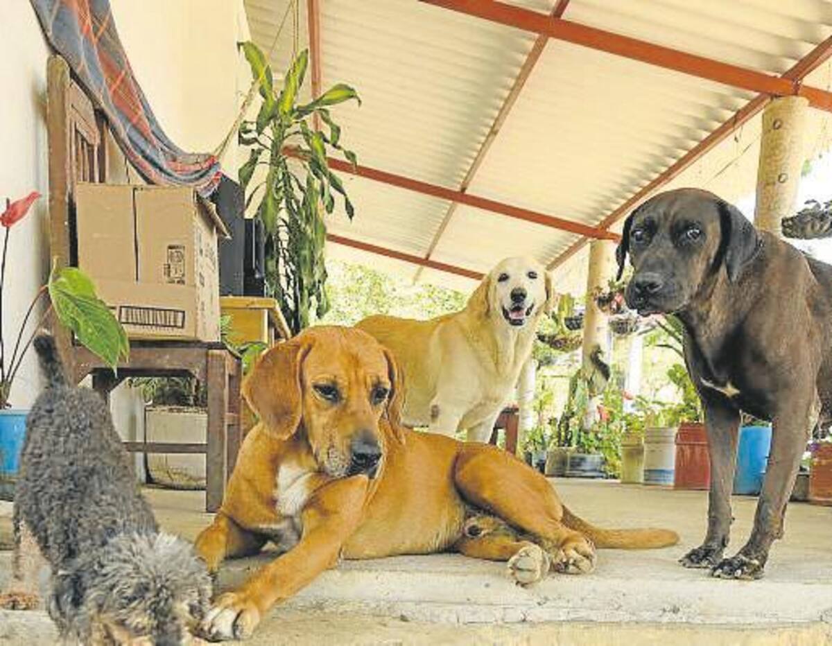 Proteger perros callejeros o abandonados es el propósito de El Refugio Perro Calle. Allí, los animalitos son cuidados y alimentados. Foto: Kike Cadena- Suministrada / VANGUARDIA