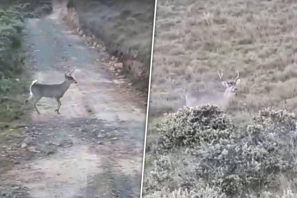 Video: Hermoso venado fue captado en el páramo de Santurbán