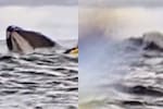 Video viral: joven escupido por ballena tras ser tragado durante travesía en kayak