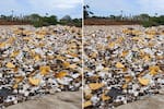 Impactantes imágenes: toneladas de basura inundan el arroyo León tras lluvias en Barranquilla