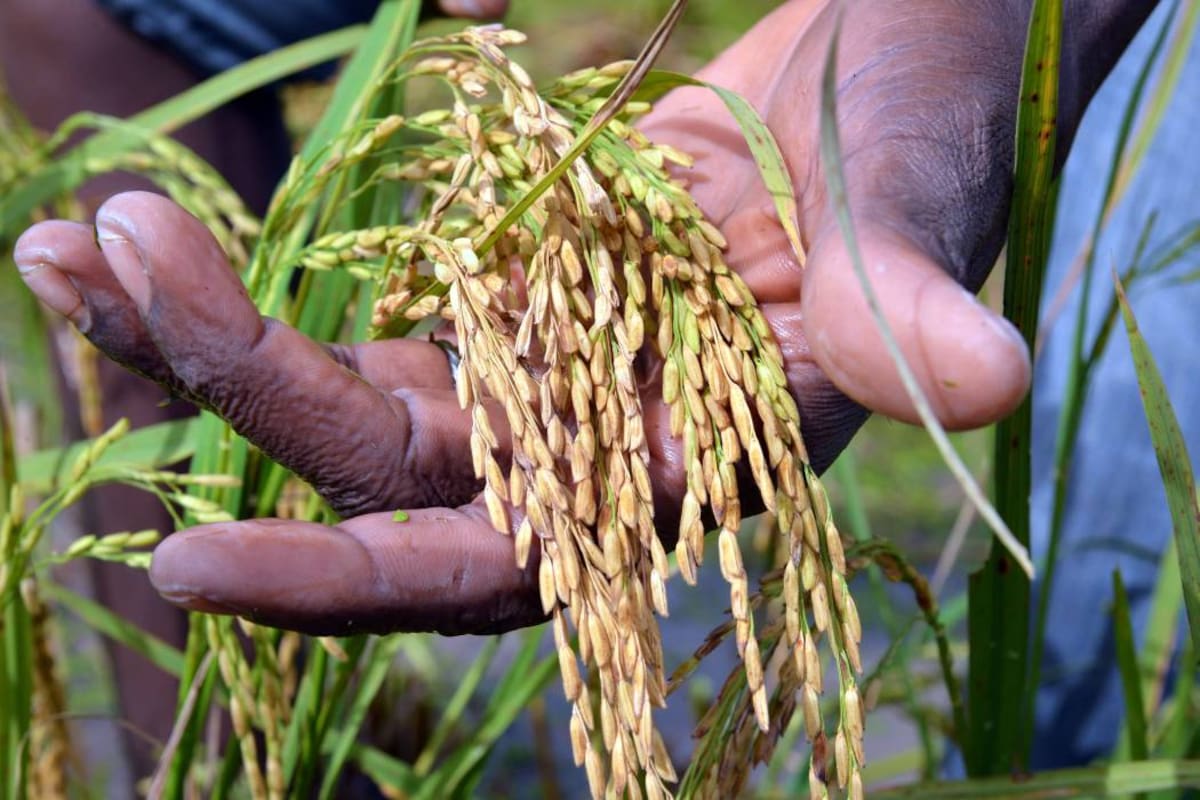Desde hace tres años, los arroceros trabajan en la modernización del sector para poderle competir a los productores americanos, los más fuertes del mundo a la hora de cosechar arroz. (Foto: Archivo/VANGUARDIA LIBERAL)