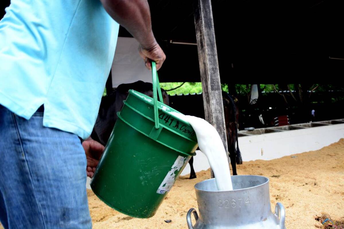 El mercado mundial de leche está saturado debido a que China, el mayor comprador del mundo con un 40%, mermó sustancialmente su demanda. (Foto: Archivo/VANGUARDIA LIBERAL)