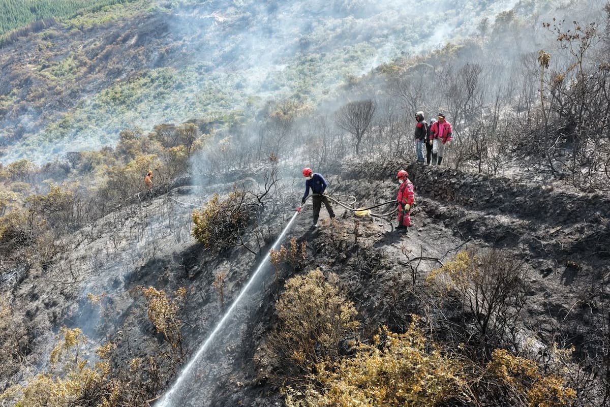 Especies como pinos y frailejones han resultado afectadas en medio de este incendio que desde el pasado sábado se registra en la El Tembladal, corregimiento de Berlín, Tona. (Foto: suministrada por Édgar Osma / VANGUARDIA)