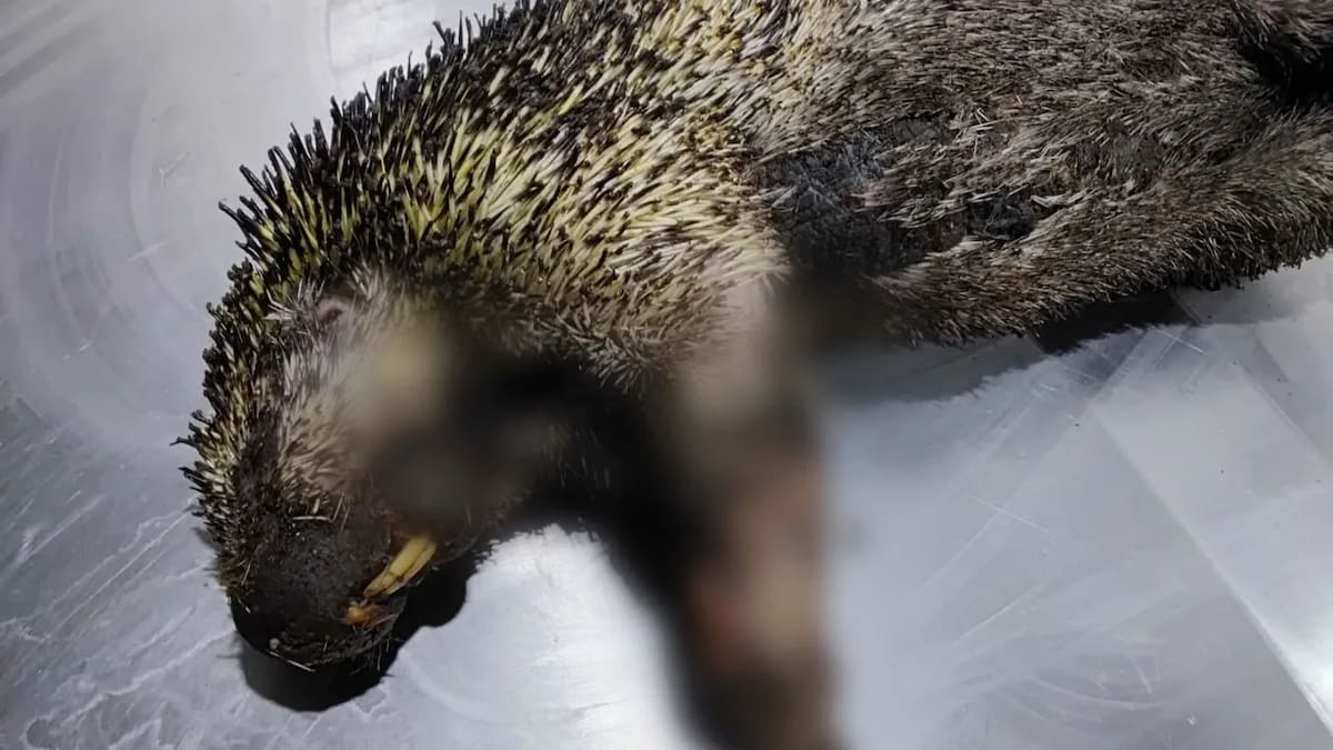 Algunos animales han sufrido quemaduras graves. Foto: crédito CAR Cundinamarca.
