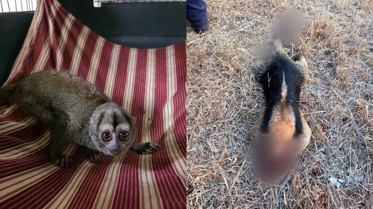 Varios animales han muerto en los incendios forestales en Cundinamarca. Foto: CAR Cundinamarca.