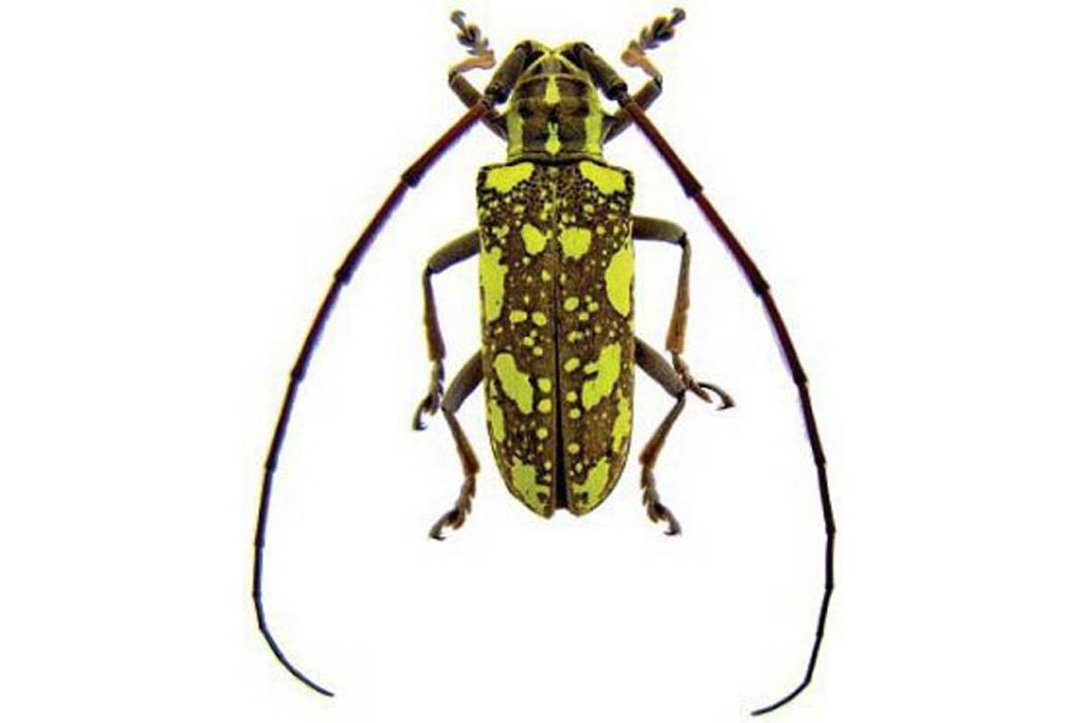 Los investigadores Luis Miguel Constatino y Pablo Benavides de Cenicafé, identificaron la nueva plaga del café. (Foto: Tomada de Cenicafé/VANGUARDIA LIBERAL)