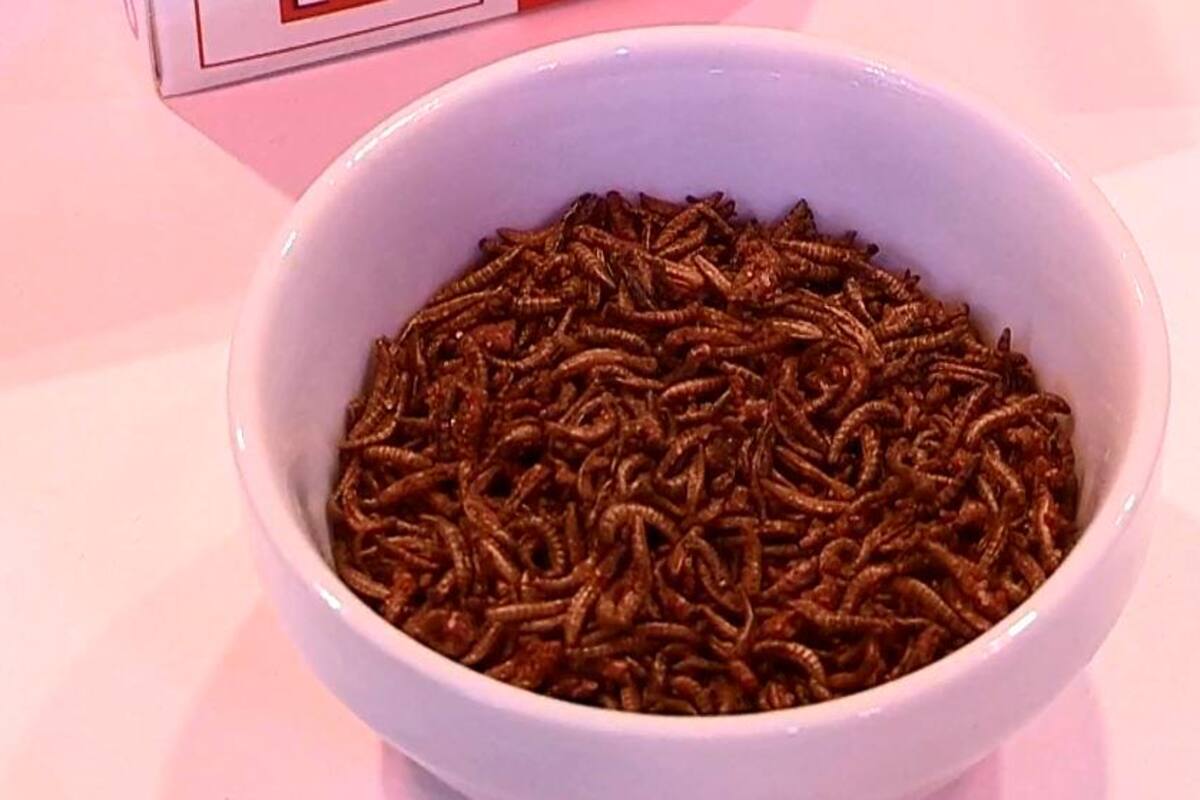Harina de insectos y helado de grillos para enfrentar la escasez alimentaria (Foto captura de video)