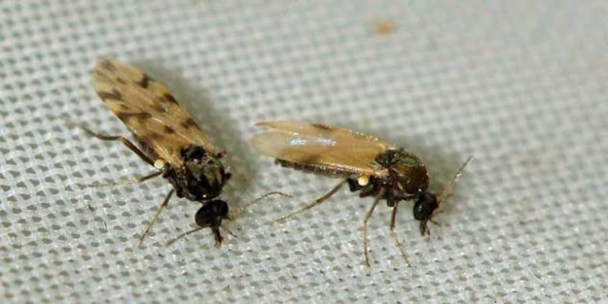 Los insectos del género Culicoides participan en la transmisión del virus Shamonda entre animales; la vía de infección del paciente francés continúa bajo investigación.