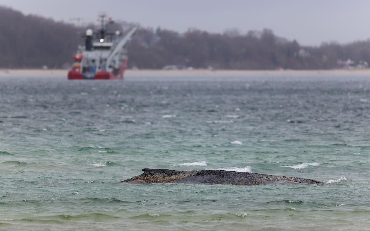 Fotografía de archivo de la ballena varada en el Báltico. EFE/EPA/SELIM SUNDHEIMER