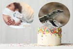 Once personas se intoxicaron tras comer pastel de cumpleaños en India: hallaron una lagartija