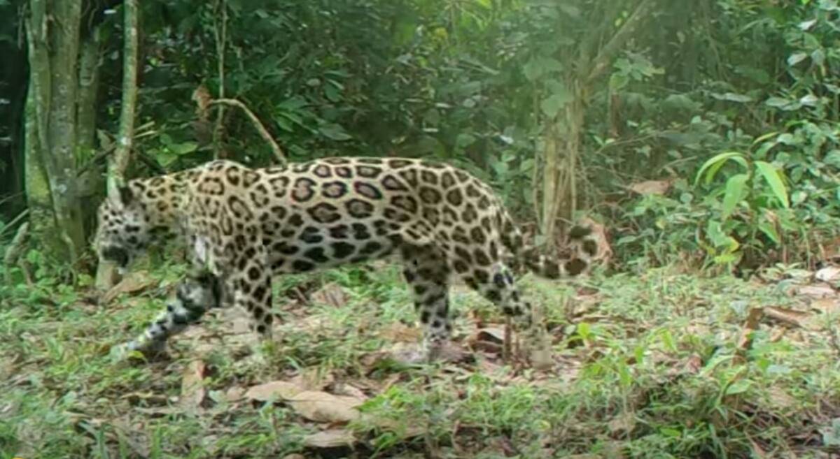 Autoridades ambientales aclararon que en Barrancabermeja no se ha registrado ningún ataque de jaguar a personas.
Suministrada/Vanguardia