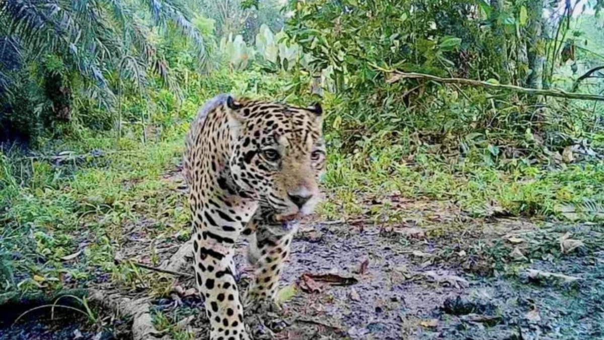 Autoridades ambientales aclararon que en Barrancabermeja no se ha registrado ningún ataque de jaguar a personas.
Suministrada/Vanguardia