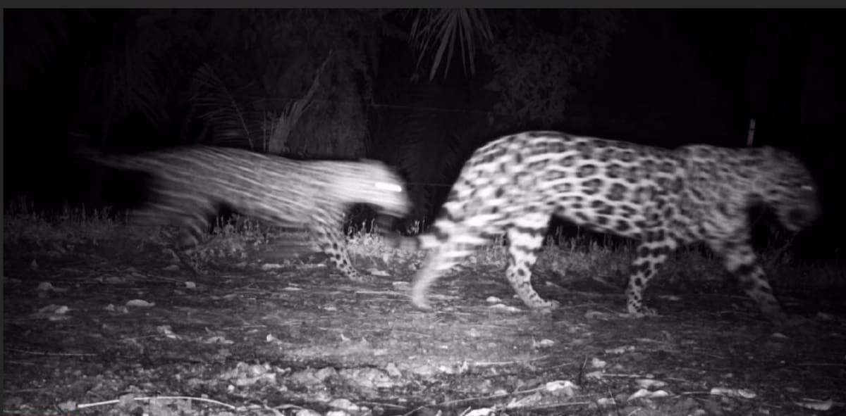 Avanza el proyecto de conservación de jaguares en Barrancabermeja. Suministrada/Vanguardia