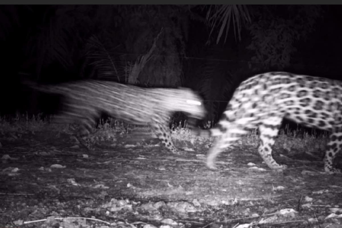 Avanza el proyecto de conservación de jaguares en Barrancabermeja. Suministrada/Vanguardia