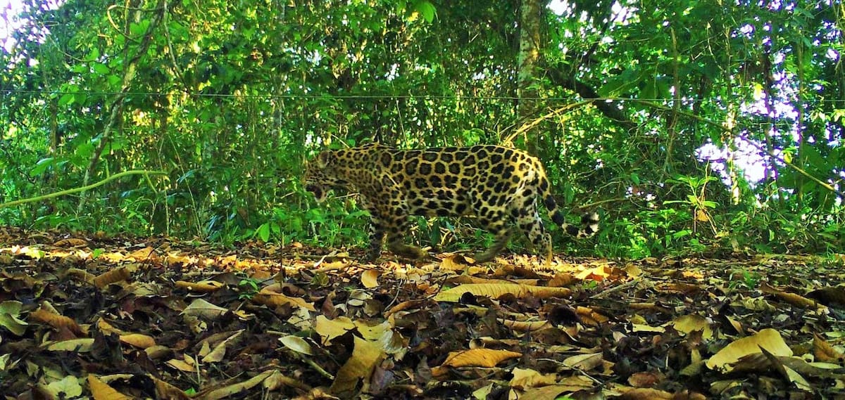 El jaguar es una de las especies más importantes en Barrancabermeja y el Magdalena Medio.