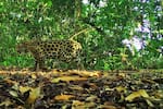Del Magdalena Medio a Brasil: alianza protege al jaguar