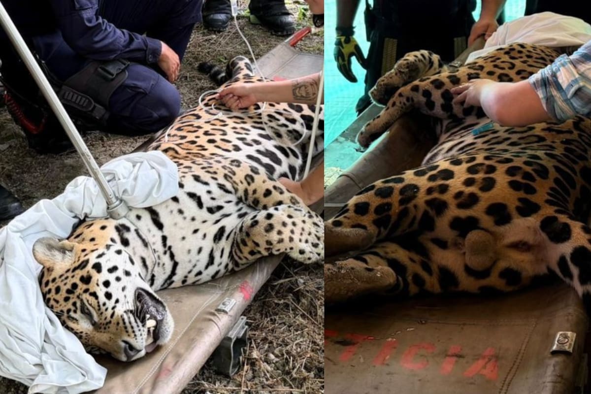 se trata de un jaguar macho de aproximadamente 110 kilogramos.