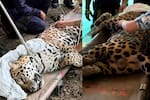 Jaguar irrumpió en sede de la Universidad Nacional: recorrió el campus y obligó a suspender clases