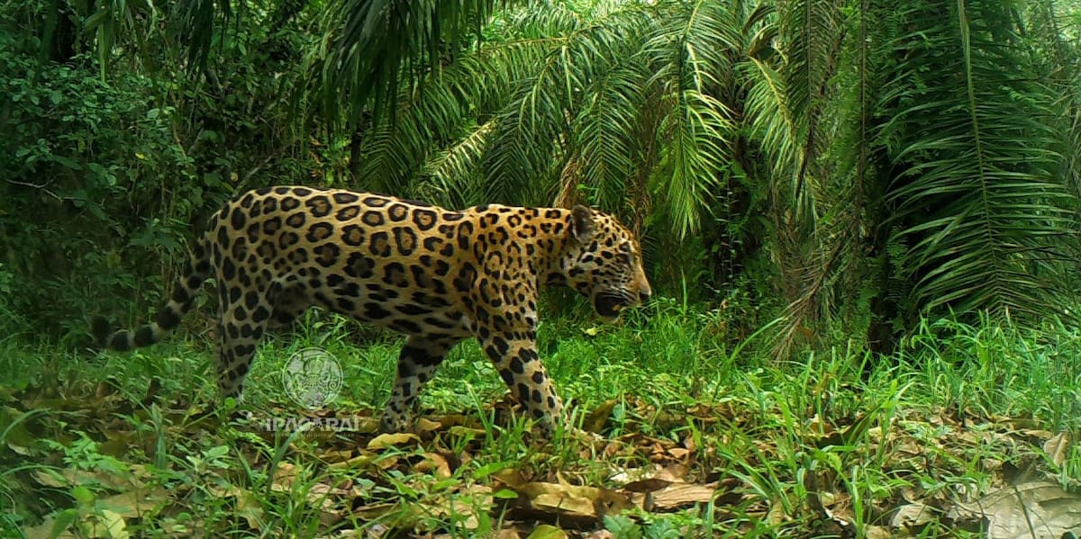 A la casa del jaguar en Santander