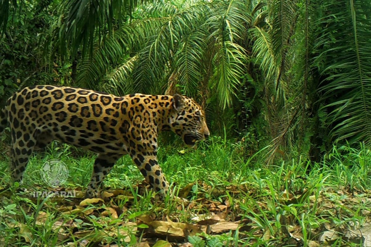 A la casa del jaguar en Santander