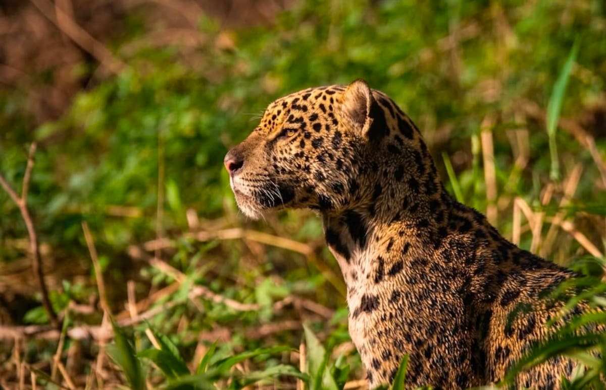 De Barrancabermeja a Brasil para cuidar al jaguar.