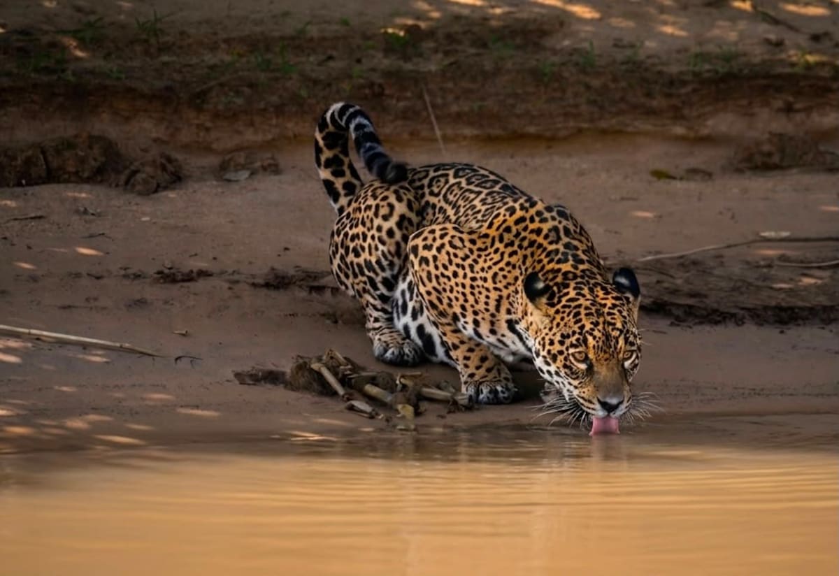 De Barrancabermeja a Brasil para cuidar al jaguar.