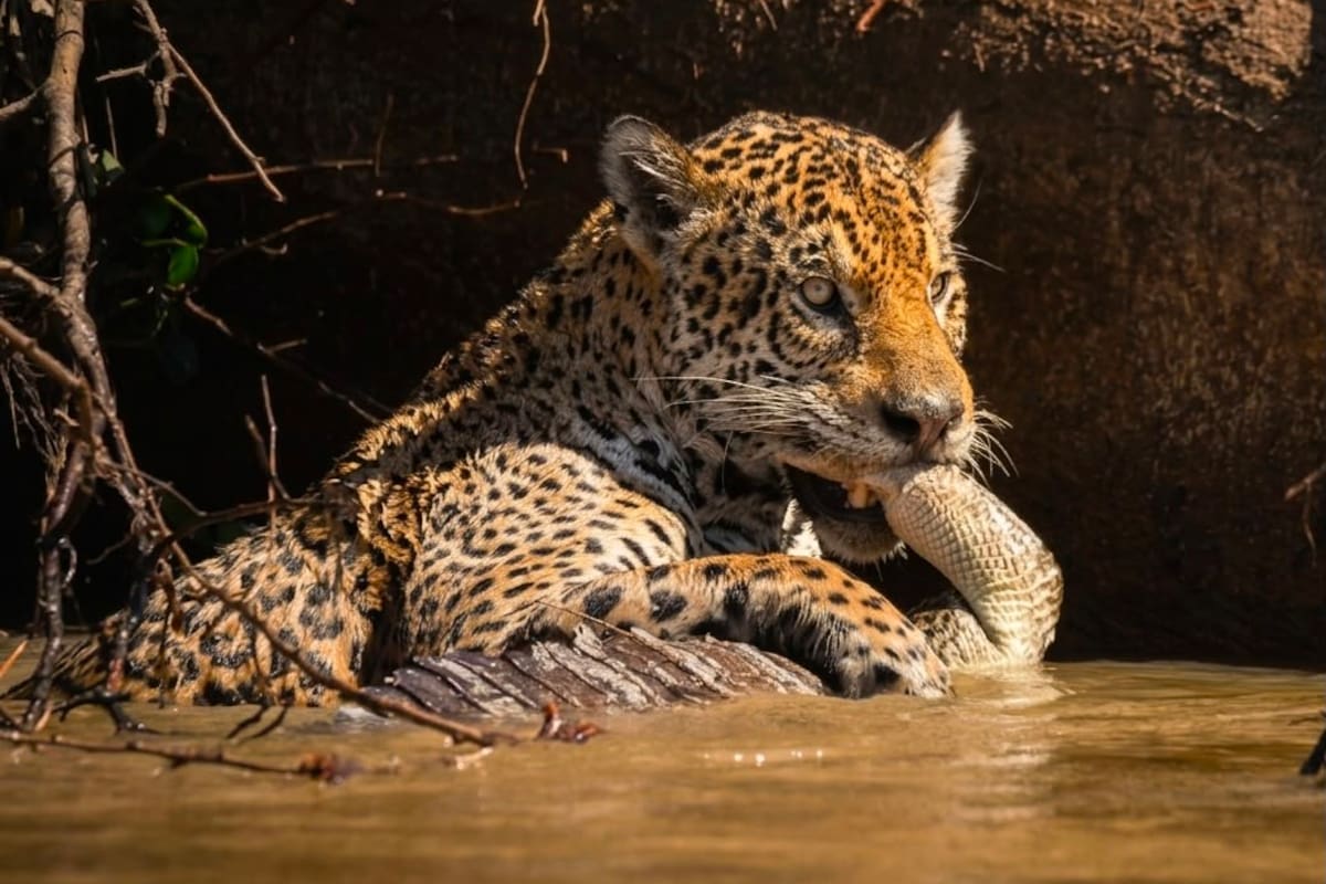 De Barrancabermeja a Brasil para cuidar al jaguar.