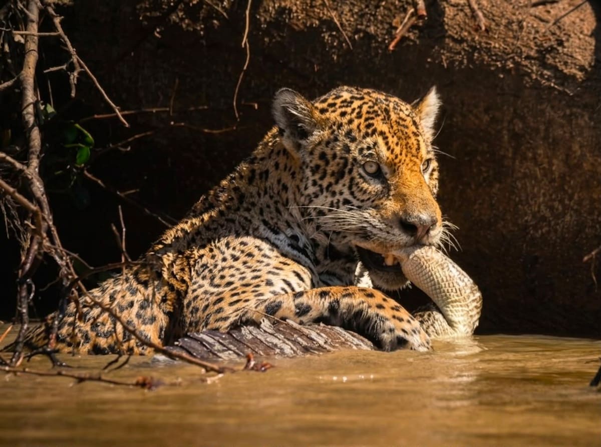 De Barrancabermeja a Brasil para cuidar al jaguar.