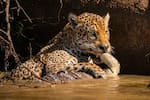 Desde el Magdalena Medio santandereano hasta Brasil se protege al jaguar