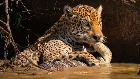 Desde el Magdalena Medio santandereano hasta Brasil se protege al jaguar