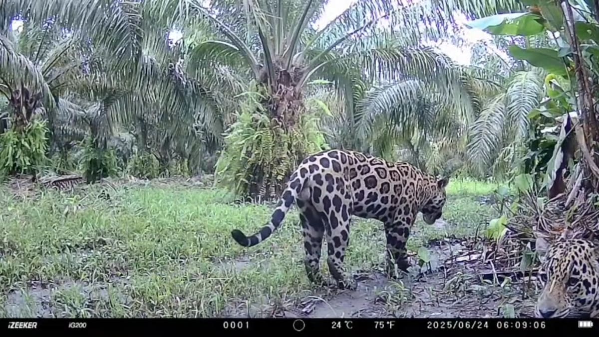 La pareja de jaguares fue captada por una cámara trampa en una empresa palmera del municipio de Puerto Parra, Santander. (Captura de video suministrado / VANGUARDIA)