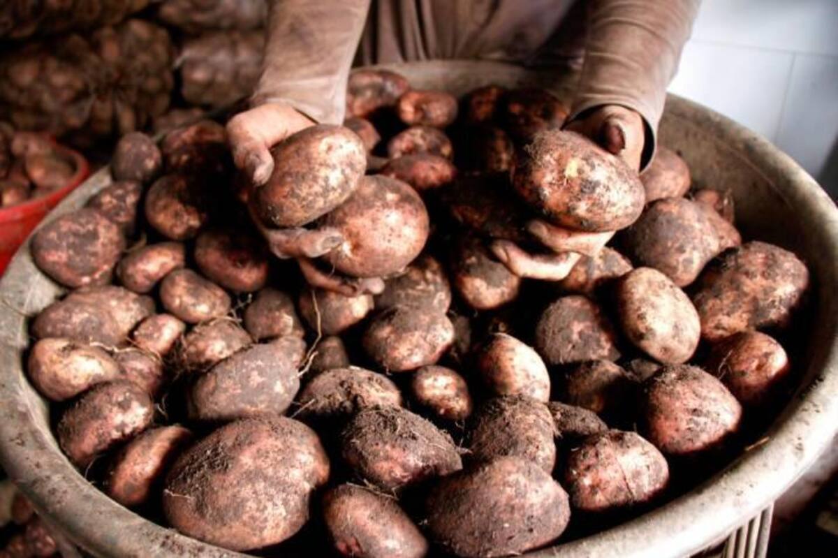 Recolectores de papa en Berlín, Santander. Archivo