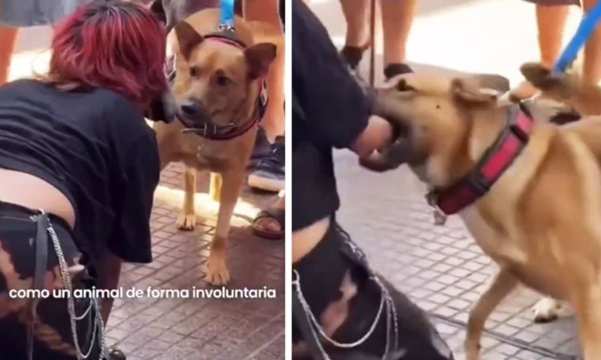 Polémica viral: imitaba a una “perra” en la calle y terminó mordida por un perro real.