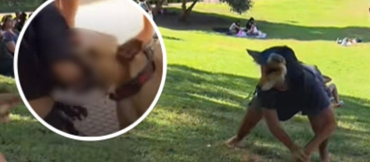 Perro muerde a joven que se identifica como therian, que se autopercibe como animal.