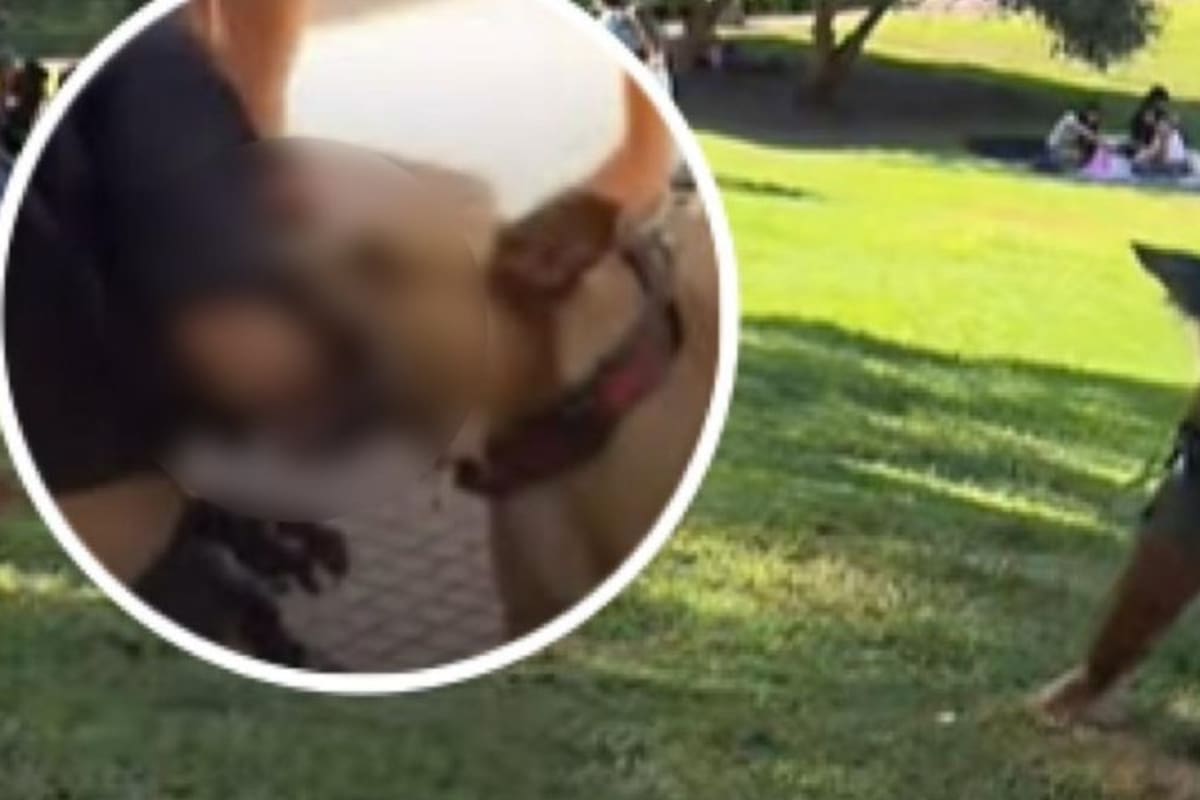 Perro muerde a joven que se identifica como therian, que se autopercibe como animal.