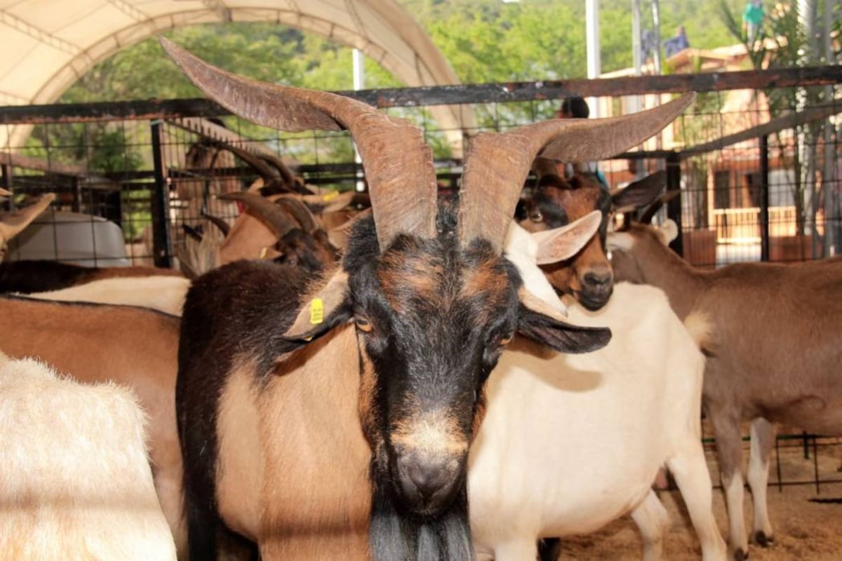 La cabra de Santander cobra aún más espacios, con su reconocimiento como raza. Su versatilidad es su característica más sobresaliente. (Foto: Archivo / VANGUARDIA LIBERAL)