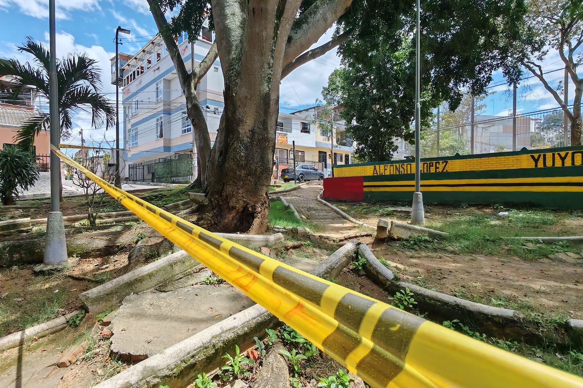 Desde marzo pasado la autoridad ambiental emitió concepto para la tala de este árbol, pero la Alcaldía no ha garantizado las debidas intervenciones. (Foto: Marco Valencia / VANGUARDIA)