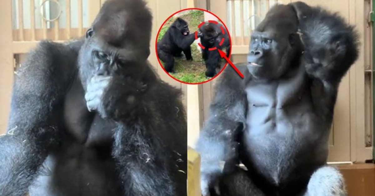 Kiyomasa, un famoso primate de 13 años en Japón, fue captado sentado en unas escaleras con gesto reflexivo tras una supuesta pelea con su pareja, lo que desató una ola de comentarios irónicos en redes sociales.