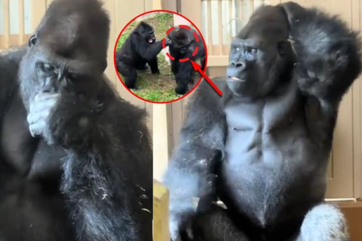 Kiyomasa, un famoso primate de 13 años en Japón, fue captado sentado en unas escaleras con gesto reflexivo tras una supuesta pelea con su pareja, lo que desató una ola de comentarios irónicos en redes sociales.
