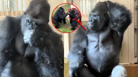 El drama de Kiyomasa: El gorila viral por su reacción “humana” tras supuesta pelea con su pareja