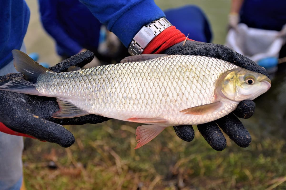 Santander tiene condiciones naturales para convertirse en un territorio con mayor producción acuícola. Sus diversos pisos térmicos permiten cultivar especies como tilapia, cachama, bocachico y trucha, pero el reto está en transformar ese potencial en sistemas productivos eficientes y sostenibles.